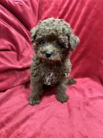 Little Cooper, a male Poodle - Toy  for sale in Valencia, CA – 5 of 10