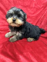 Polo, a male Yorkshire Terrier for sale in Valencia, CA – Photo 5 of 10