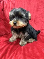 Polo, a male Yorkshire Terrier for sale in Valencia, CA – Photo 4 of 10