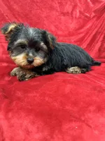 Polo, a male Yorkshire Terrier for sale in Valencia, CA – Photo 8 of 10