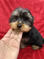 Polo, a male Yorkshire Terrier for sale in Valencia, CA – Photo 1 of 10
