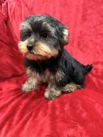 Polo, a male Yorkshire Terrier for sale in Valencia, CA – Photo 3 of 10