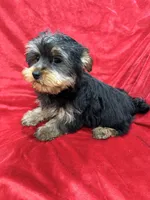 Polo, a male Yorkshire Terrier for sale in Valencia, CA – Photo 10 of 10