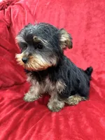 Polo, a male Yorkshire Terrier for sale in Valencia, CA – Photo 2 of 10