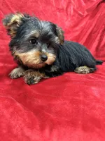 Polo, a male Yorkshire Terrier for sale in Valencia, CA – Photo 9 of 10