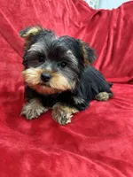 Polo, a male Yorkshire Terrier for sale in Valencia, CA – Photo 7 of 10