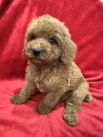 Ruby, a female Poodle - Toy  for sale in Valencia, CA – 7 of 10