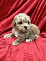 Tino, a male Maltipoo for sale in Valencia, CA – Photo 10 of 10