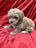 Tino, a male Maltipoo for sale in Valencia, CA – Photo 7 of 10