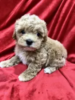 Tino, a male Maltipoo for sale in Valencia, CA – Photo 8 of 10