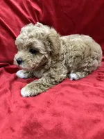 Tino, a male Maltipoo for sale in Valencia, CA – Photo 6 of 10