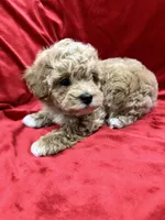 Tino, a male Maltipoo for sale in Valencia, CA – Photo 3 of 10