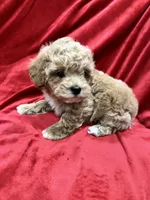 Tino, a male Maltipoo for sale in Valencia, CA – Photo 1 of 10