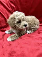 Tino, a male Maltipoo for sale in Valencia, CA – Photo 4 of 10