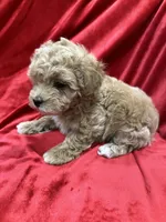 Tino, a male Maltipoo for sale in Valencia, CA – Photo 5 of 10