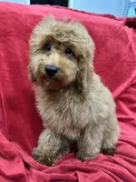Theo, a male Poodle - Toy  for sale in Valencia, CA – 5 of 9