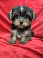 Polo, a male Yorkshire Terrier for sale in Valencia, CA – 7 of 10
