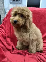 Theo, a male Poodle - Toy  for sale in Valencia, CA – 4 of 9