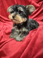 Theo, a male Yorkshire Terrier for sale in Valencia, CA – 3 of 10