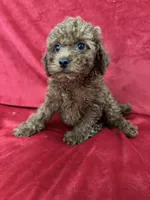 Polo, a male Poodle - Toy  for sale in Valencia, CA – 2 of 10