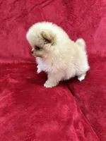 Andy, a male Pomeranian for sale in Valencia, CA – Photo 10 of 10