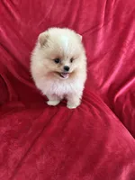 Andy, a male Pomeranian for sale in Valencia, CA – Photo 6 of 10