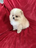 Andy, a male Pomeranian for sale in Valencia, CA – Photo 5 of 10