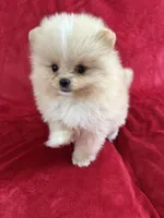 Andy, a male Pomeranian for sale in Valencia, CA – Photo 3 of 10