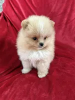 Andy, a male Pomeranian for sale in Valencia, CA – Photo 7 of 10
