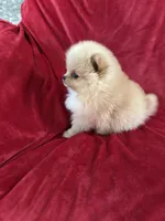 Andy, a male Pomeranian for sale in Valencia, CA – Photo 9 of 10