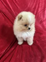 Andy, a male Pomeranian for sale in Valencia, CA – Photo 8 of 10