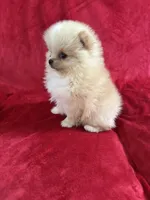 Andy, a male Pomeranian for sale in Valencia, CA – Photo 4 of 10