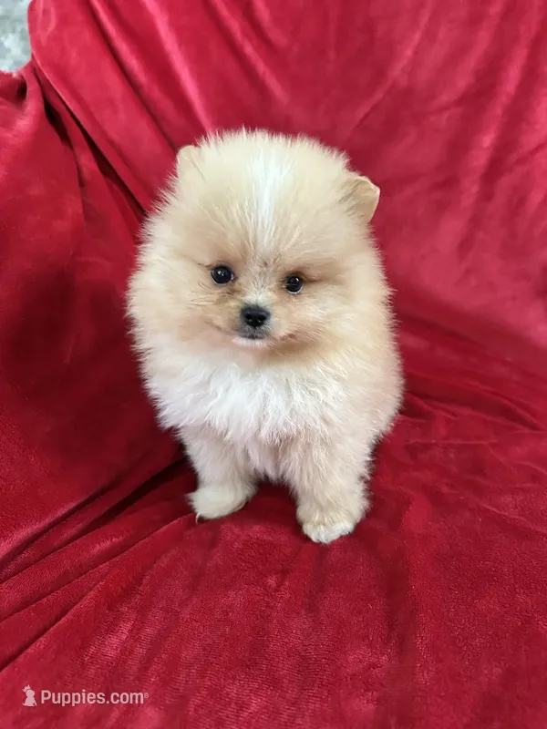 Andy, a male Pomeranian for sale in Valencia, CA – Photo 1 of 10