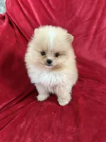 Andy, a male Pomeranian for sale in Valencia, CA – Photo 1 of 10