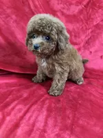 Mini, a female Maltipoo for sale in Valencia, CA – Photo 7 of 10