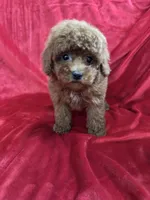 Mini, a female Maltipoo for sale in Valencia, CA – Photo 2 of 10