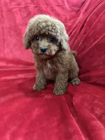 Mini, a female Maltipoo for sale in Valencia, CA – Photo 10 of 10