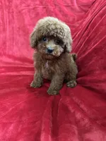 Mini, a female Maltipoo for sale in Valencia, CA – Photo 9 of 10