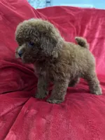 Mini, a female Maltipoo for sale in Valencia, CA – Photo 4 of 10