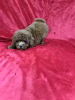 Mini, a female Maltipoo for sale in Valencia, CA – Photo 6 of 10