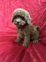 Mini, a female Maltipoo for sale in Valencia, CA – Photo 3 of 10