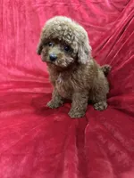 Mini, a female Maltipoo for sale in Valencia, CA – Photo 5 of 10