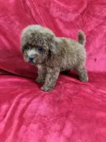 Mini, a female Maltipoo for sale in Valencia, CA – Photo 8 of 10