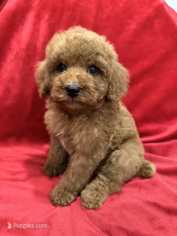 Ruby – Poodle - Toy  puppy for sale in Valencia, CA