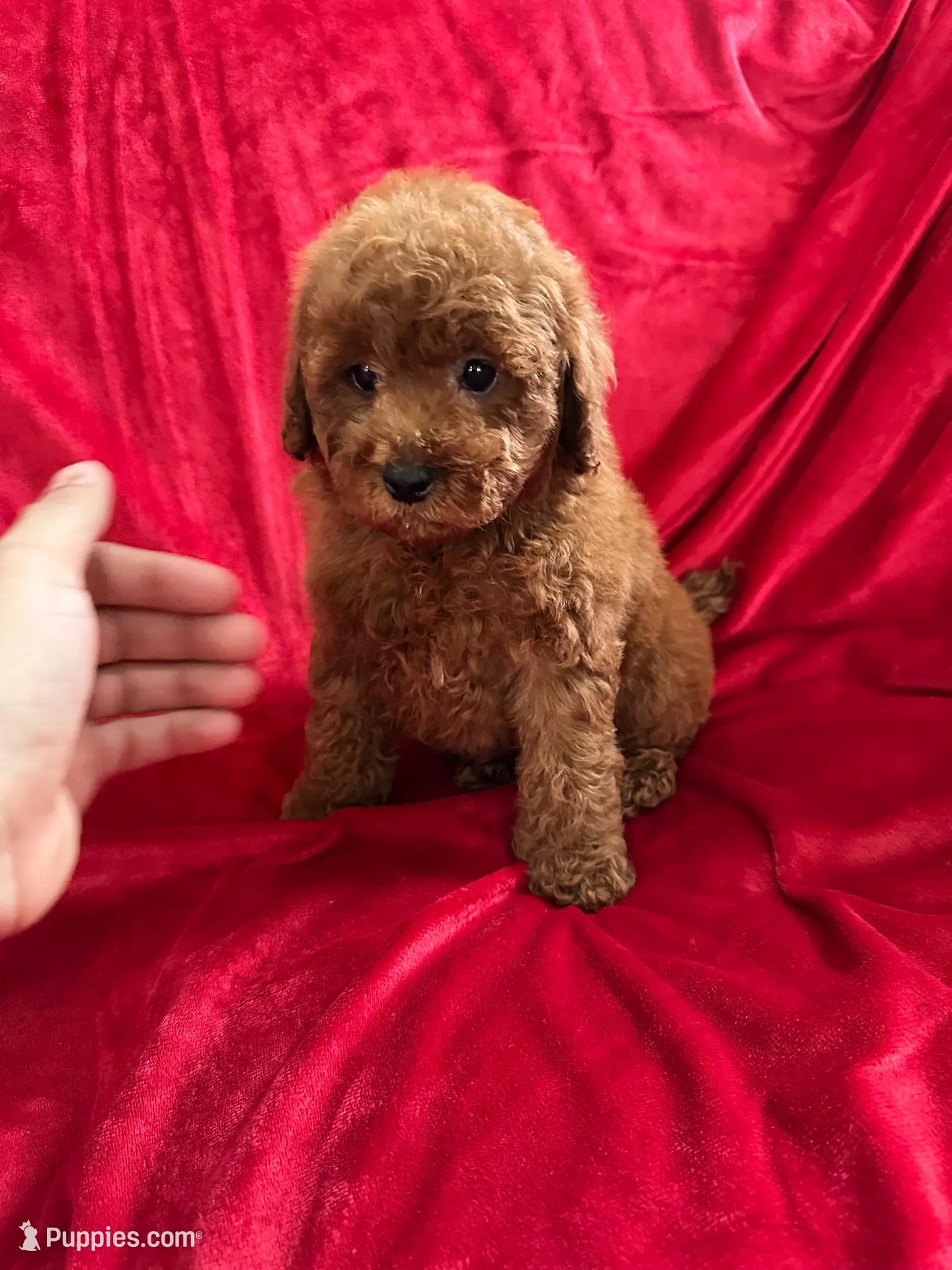 Phoenix, a male Maltipoo for sale in Valencia, CA – Photo 7 of 10