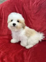 Mika, a female Maltipoo for sale in Valencia, CA – 10 of 10