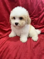 Mika, a female Maltipoo for sale in Valencia, CA – Photo 9 of 10