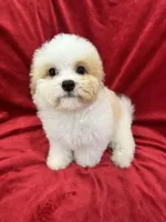 Mika, a female Maltipoo for sale in Valencia, CA – Photo 3 of 10