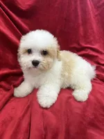 Mika, a female Maltipoo for sale in Valencia, CA – Photo 7 of 10