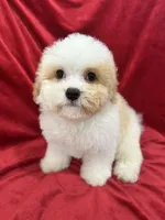 Mika, a female Maltipoo for sale in Valencia, CA – Photo 4 of 10